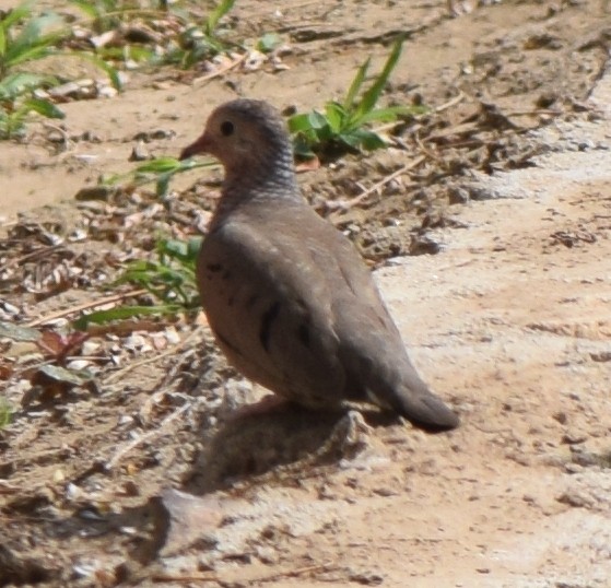 Common Ground Dove - ML616358854