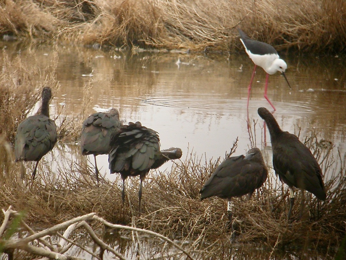 ibis hnědý - ML616358870