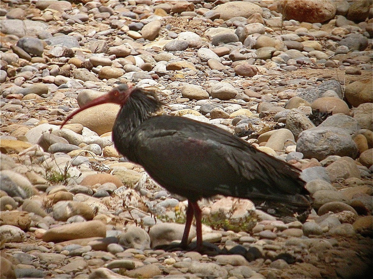 skallet ibis - ML616358927