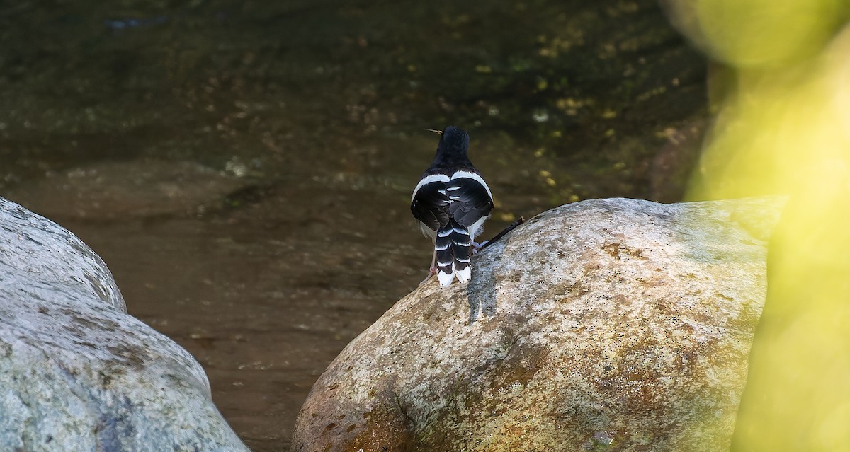 White-crowned Forktail - Brian Small