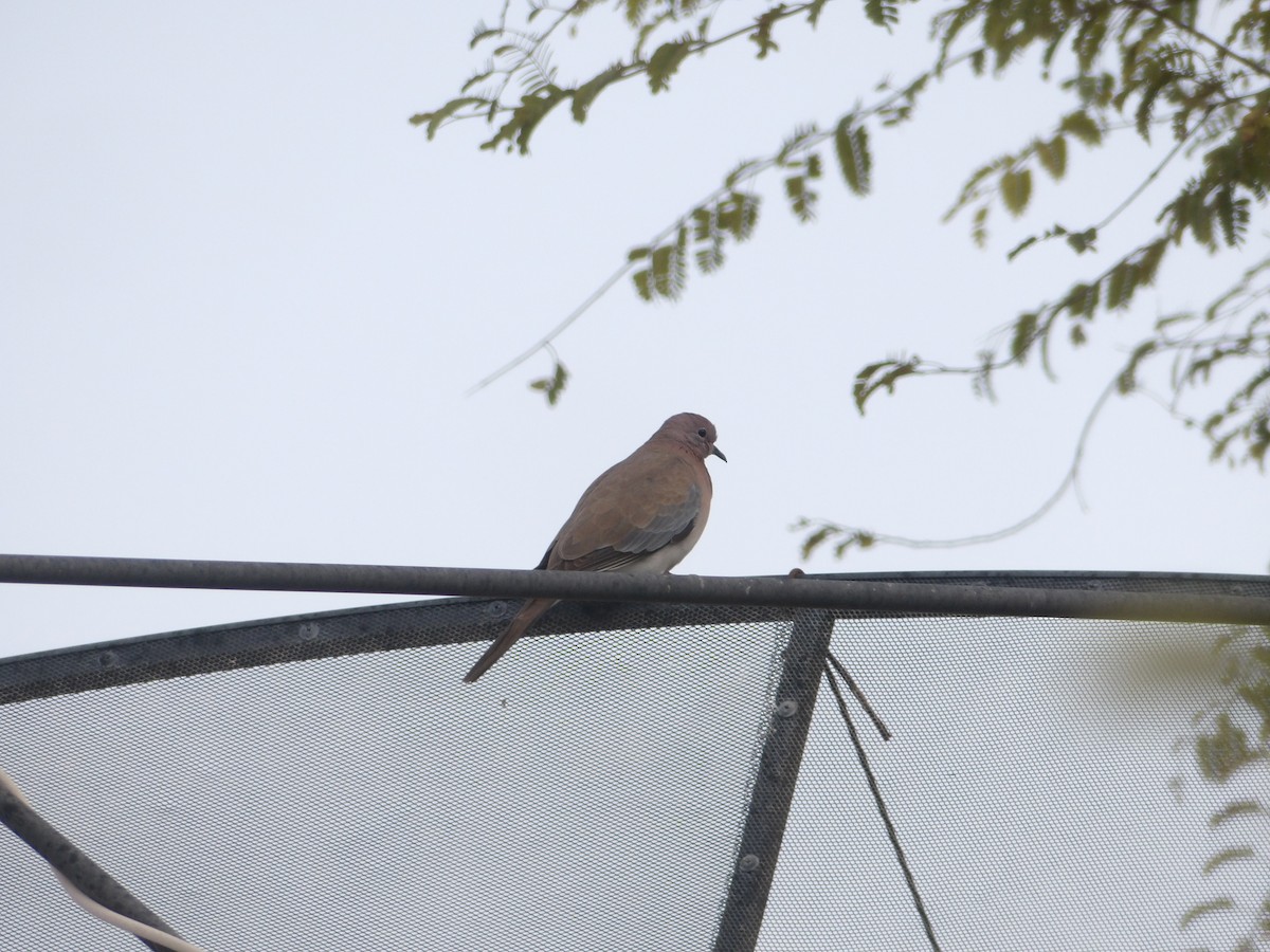 Laughing Dove - ML616358974