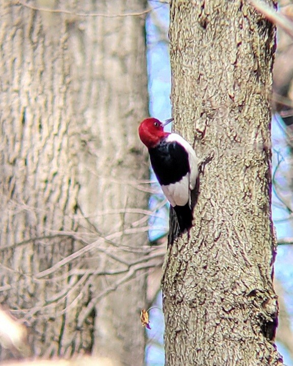 Red-headed Woodpecker - ML616358977