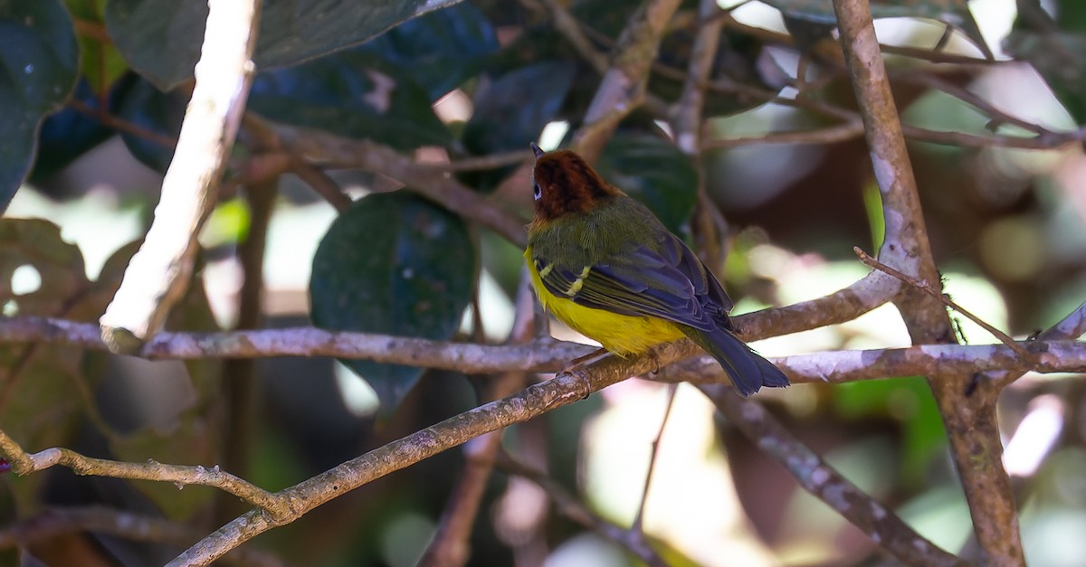 Yellow-breasted Warbler - Brian Small