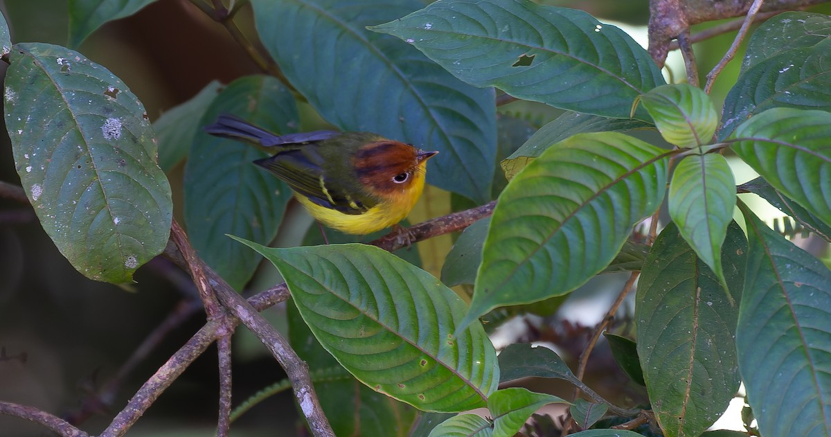 Yellow-breasted Warbler - Brian Small