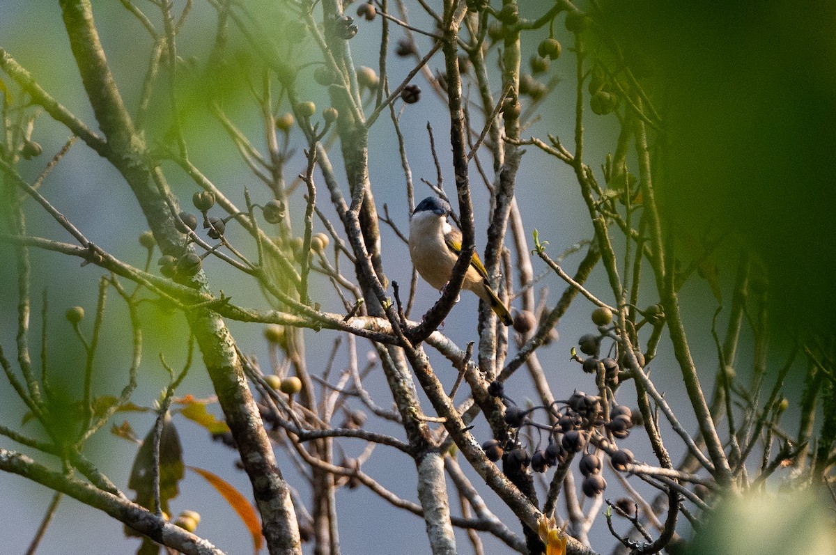 White-browed Shrike-Babbler (Himalayan) - Chai Eng Law