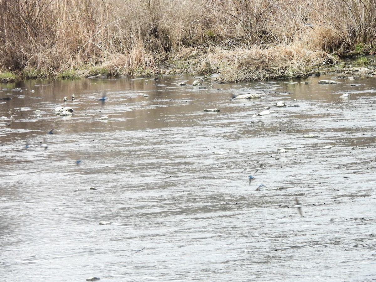 Tree Swallow - ML616359039