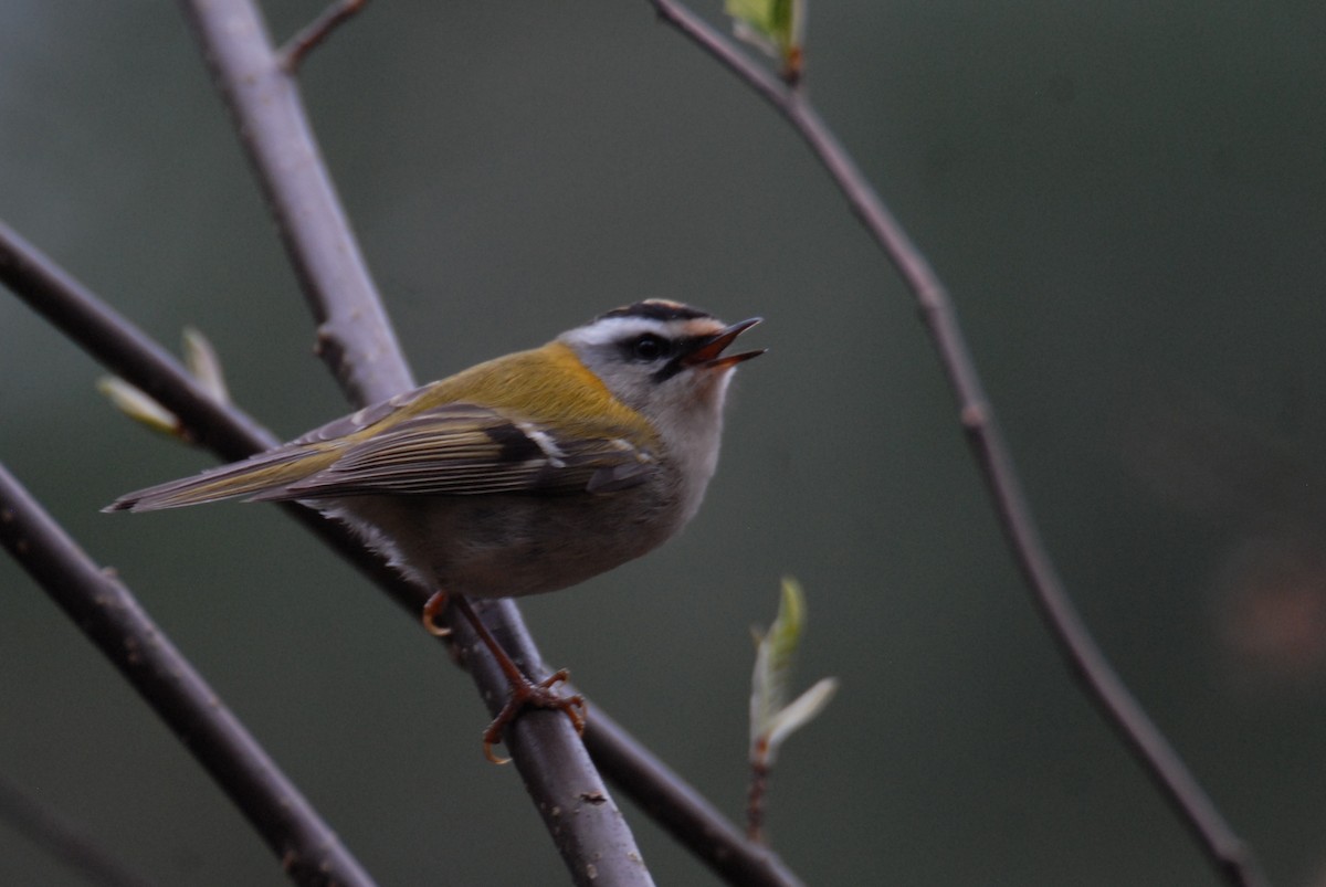 Common Firecrest - ML616359046