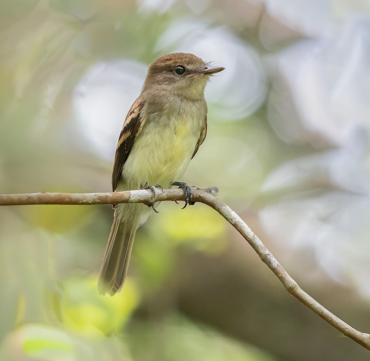 Fuscous Flycatcher - ML616359086