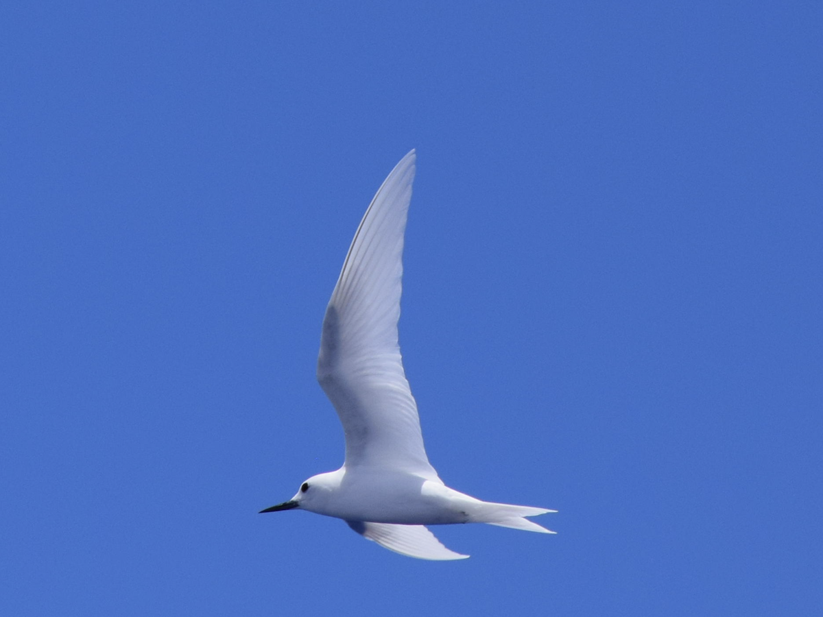 White Tern - Mick Jolly