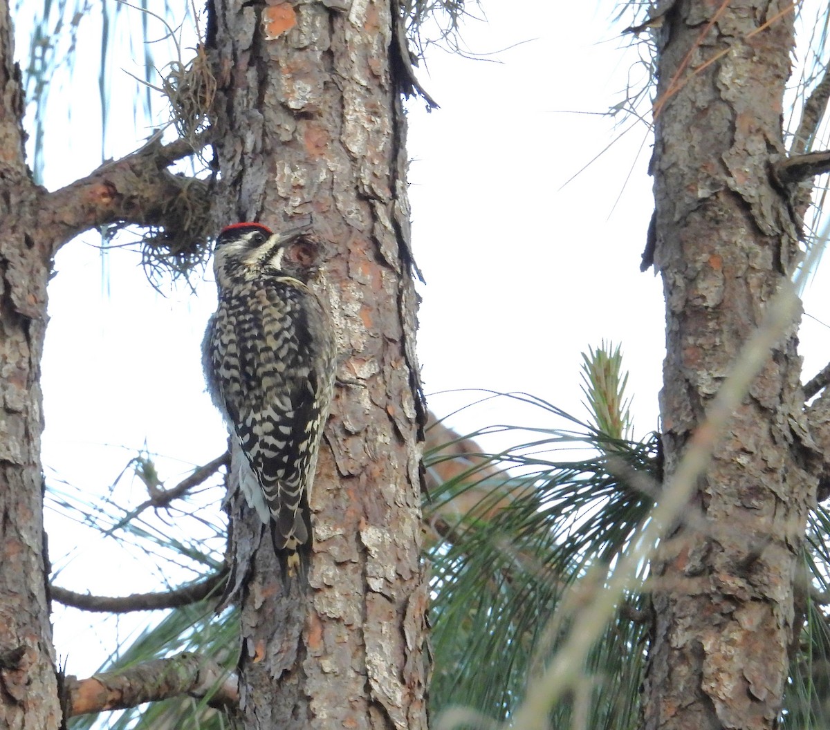 Yellow-bellied Sapsucker - Kimberly Snaric