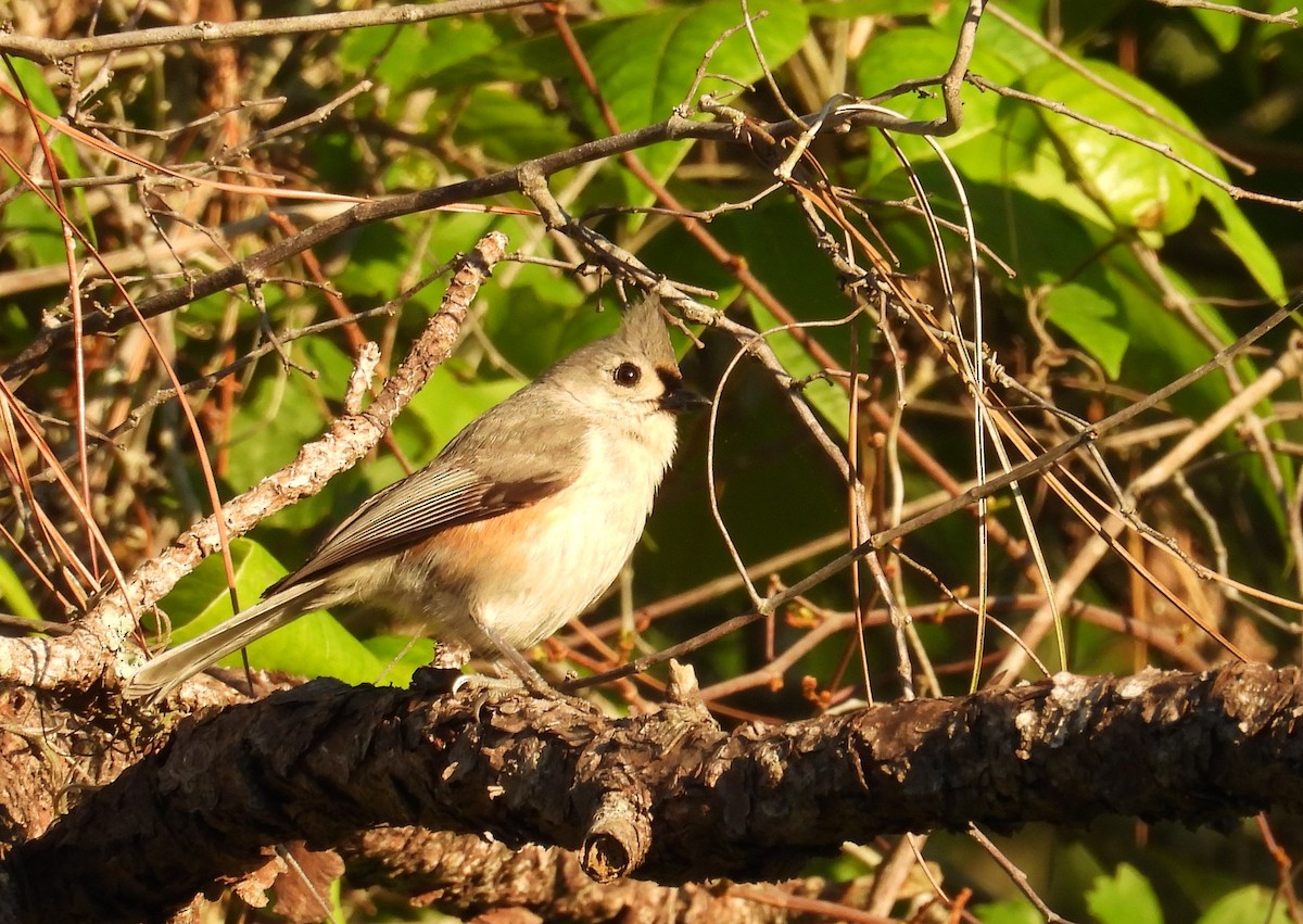 Tufted Titmouse - Kimberly Snaric