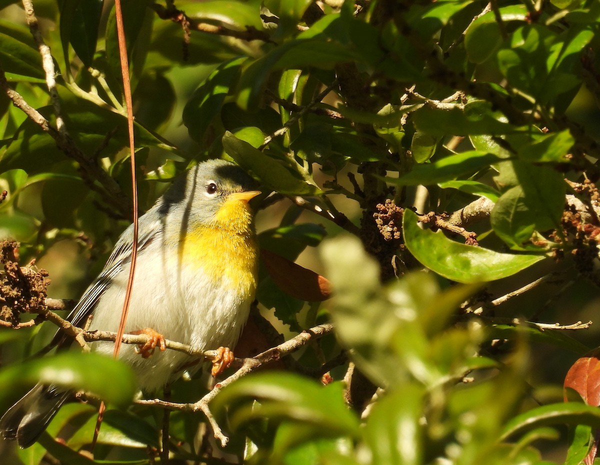 Northern Parula - Kimberly Snaric