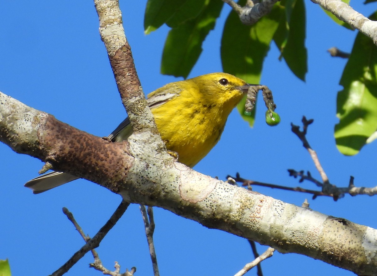 Pine Warbler - Kimberly Snaric