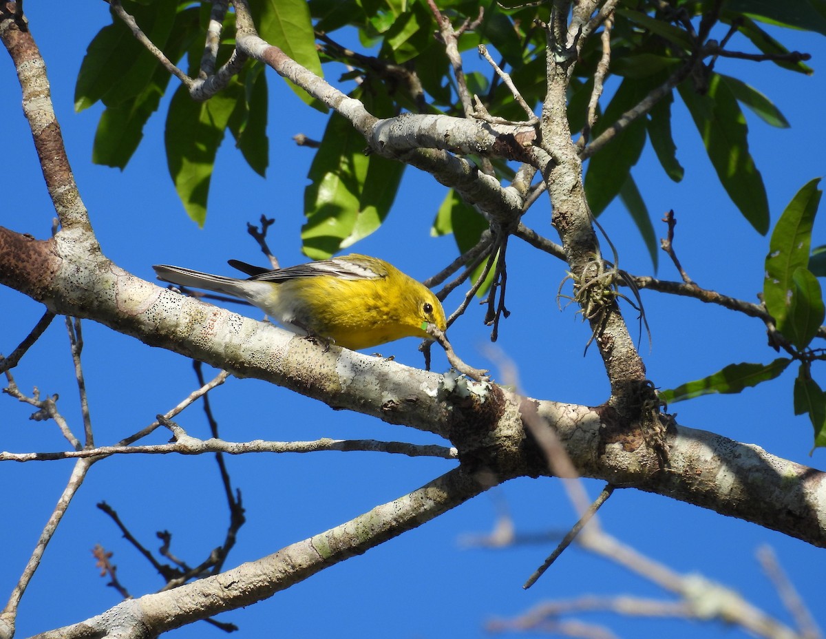 Pine Warbler - ML616359189