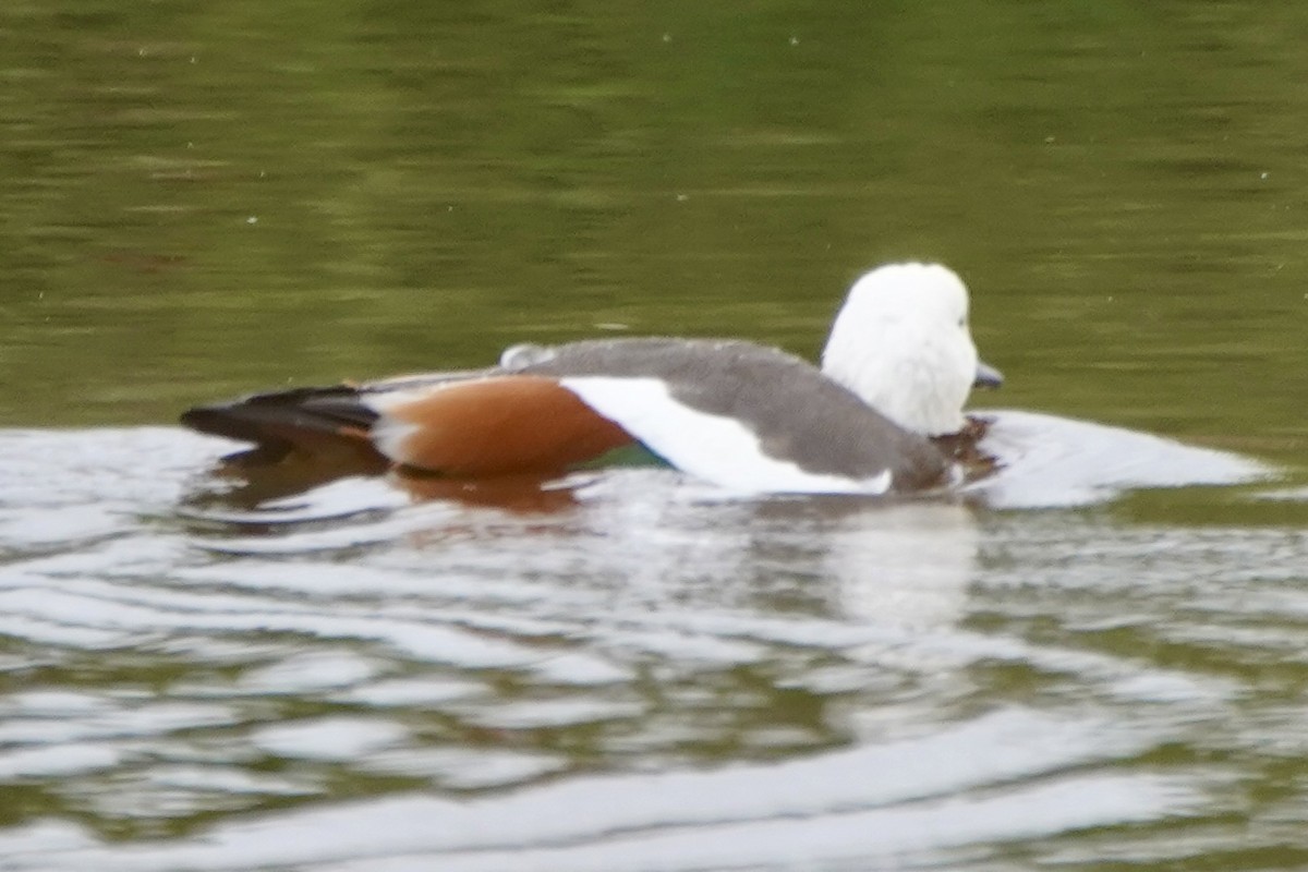 Paradise Shelduck - ML616359212