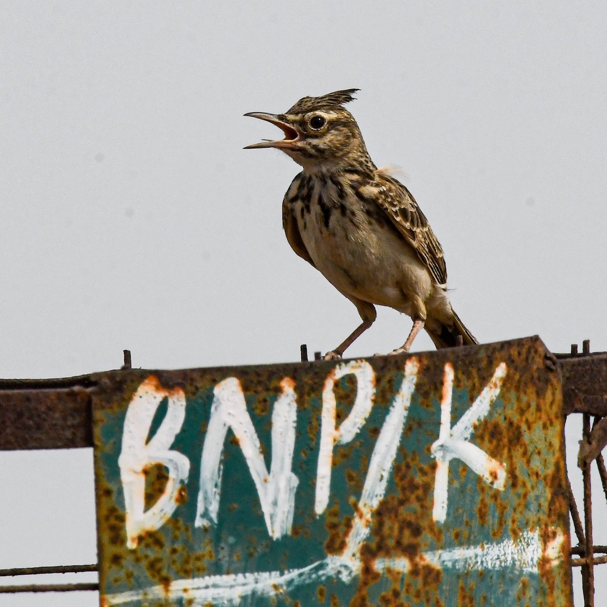 Crested Lark (Crested) - ML616359240