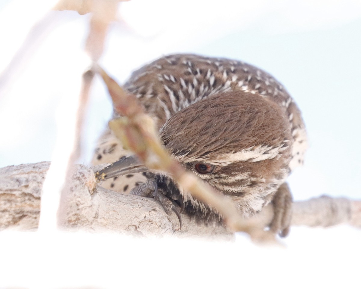 Cactus Wren - ML616359254