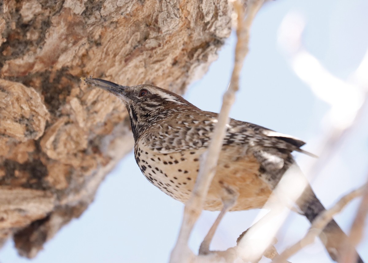 Cactus Wren - ML616359255