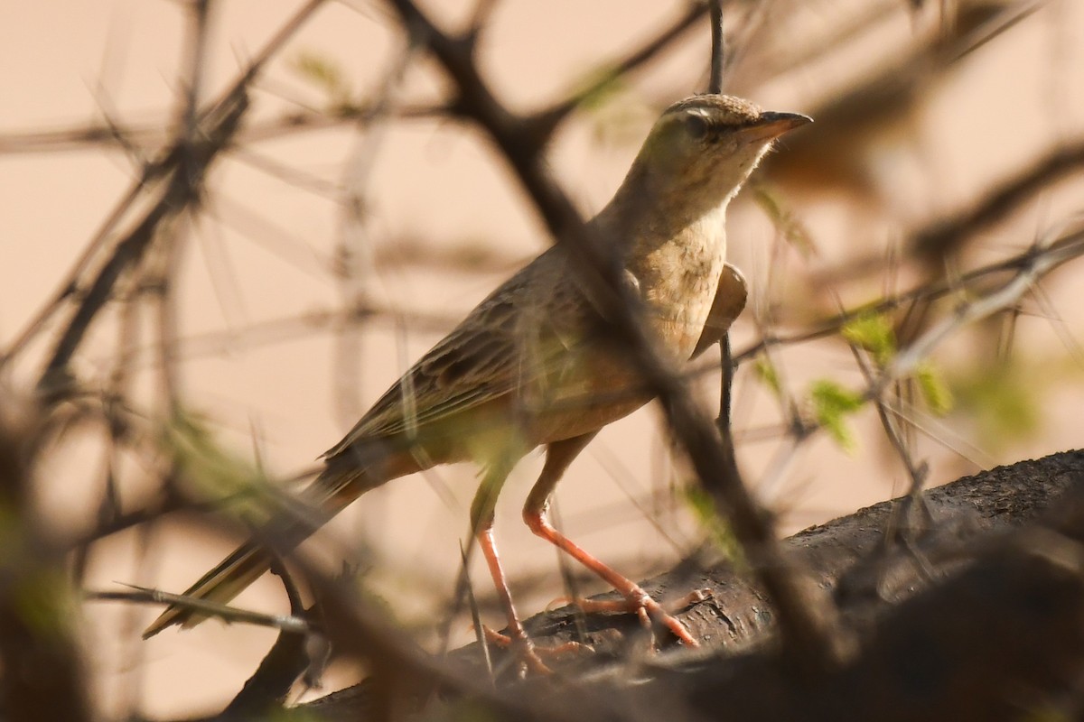 Long-billed Pipit (Persian) - ML616359256