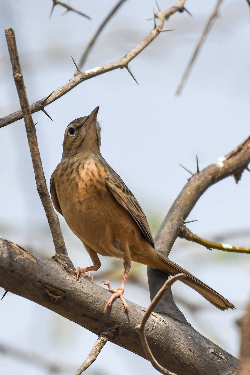 Bisbita Piquilargo (similis/travancoriensis) - ML616359259