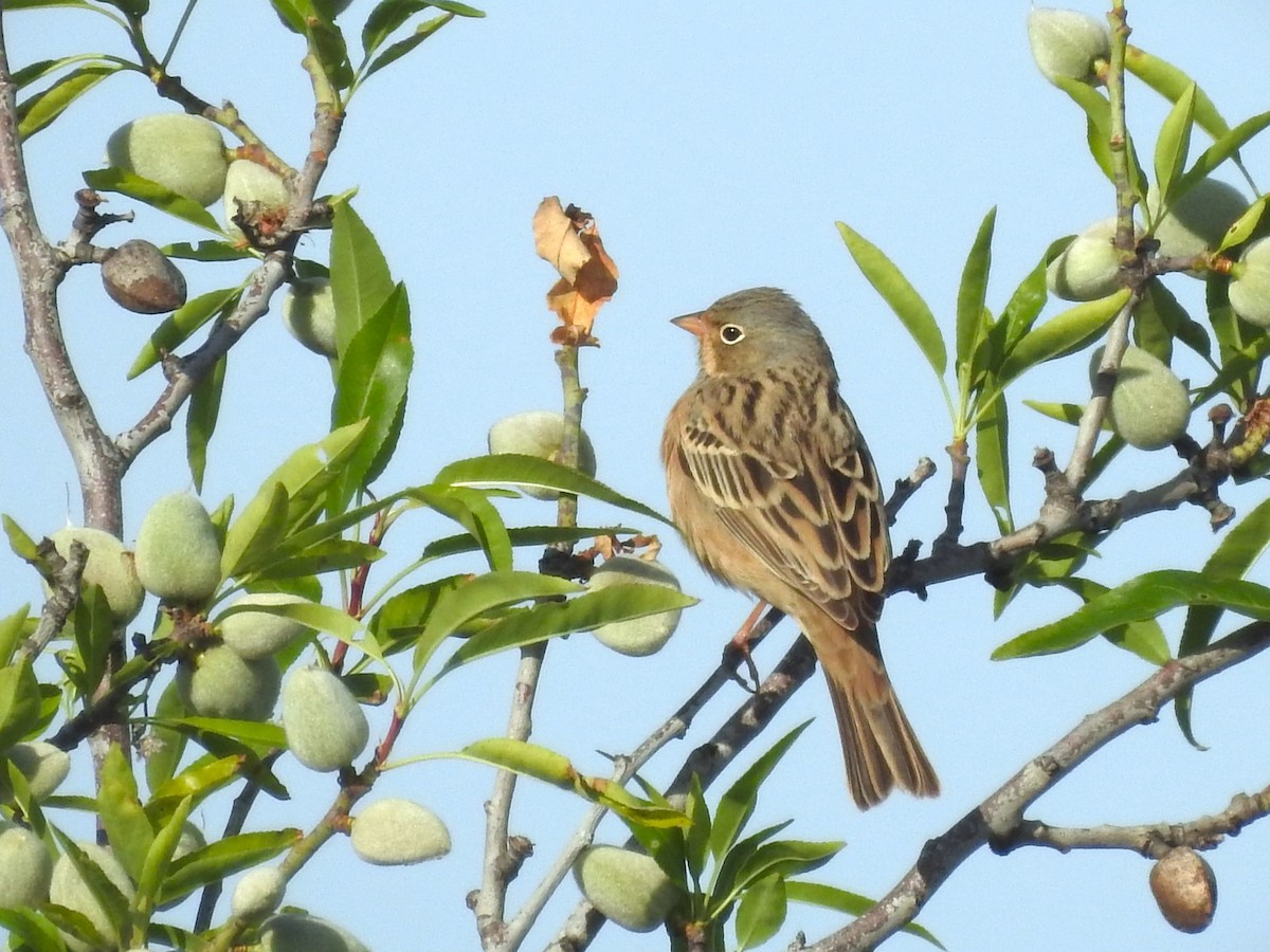 Cretzschmar's Bunting - גבריאל סידר פרס