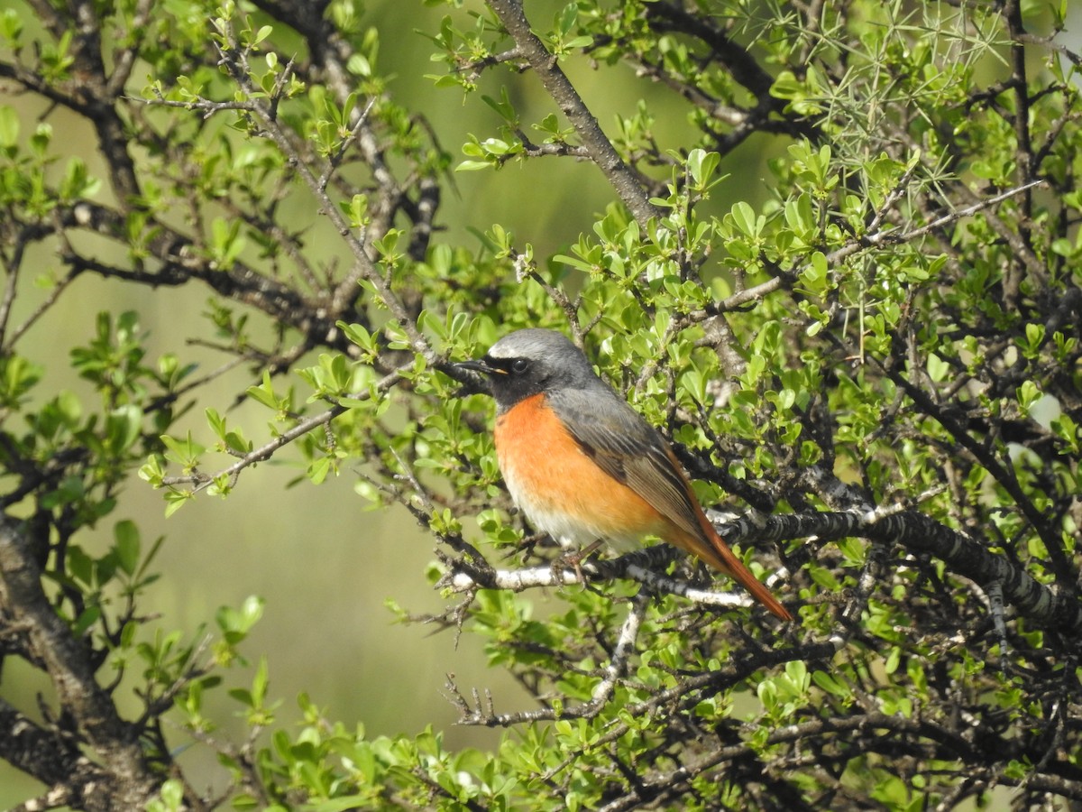 Common Redstart - גבריאל סידר פרס