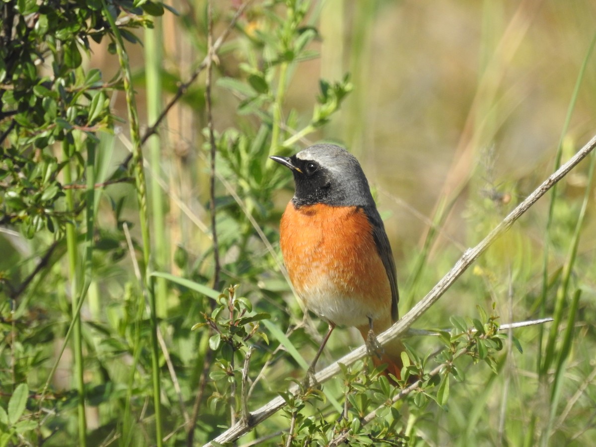 Common Redstart - ML616359274