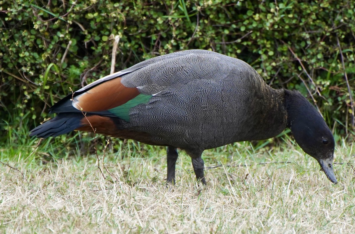 Paradise Shelduck - ML616359300