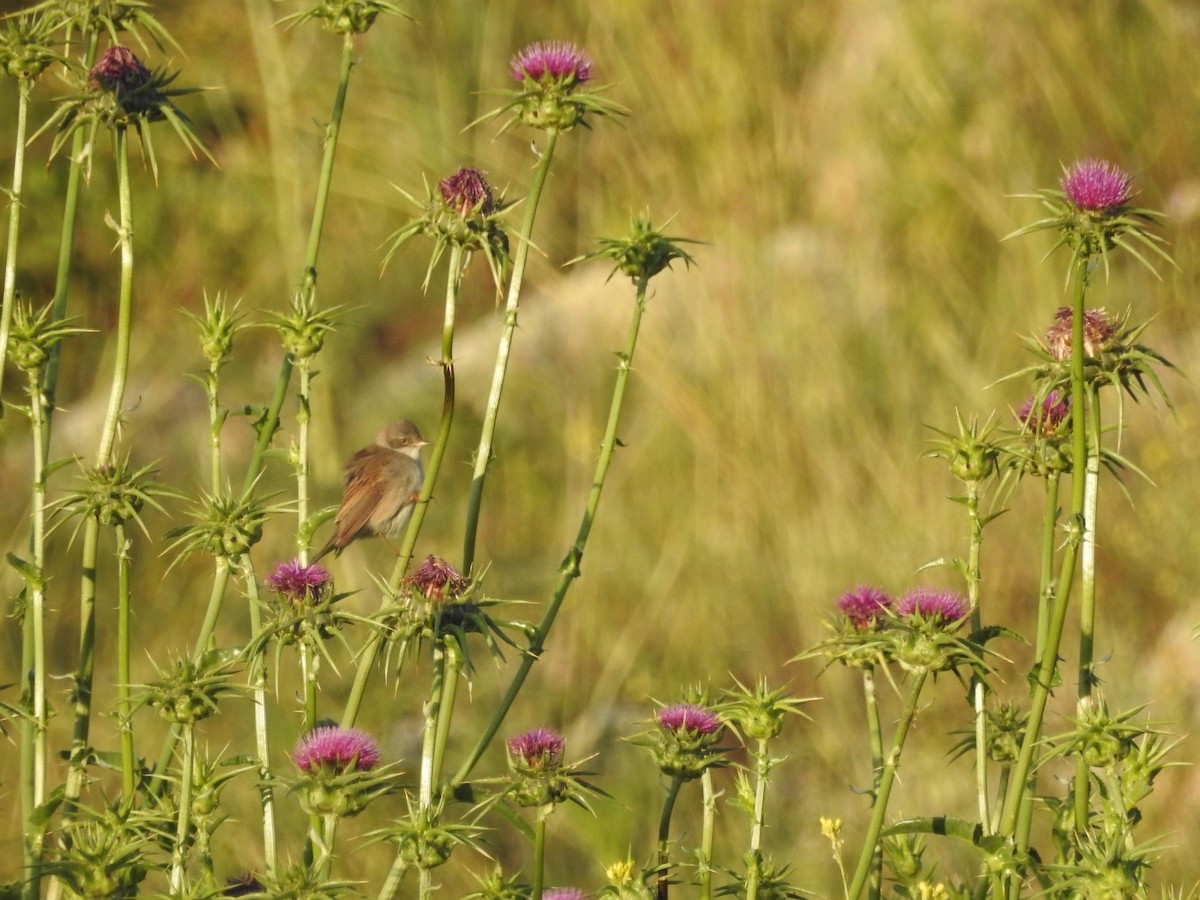 Greater Whitethroat - ML616359308