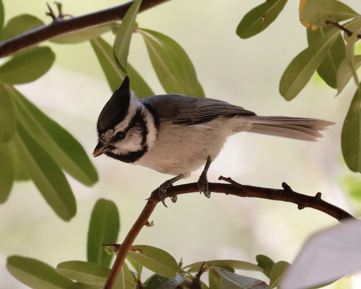 Bridled Titmouse - Sue Kurtz