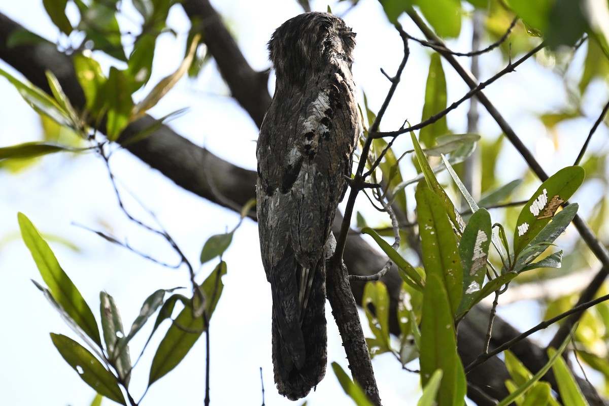 Common Potoo - ML616359343