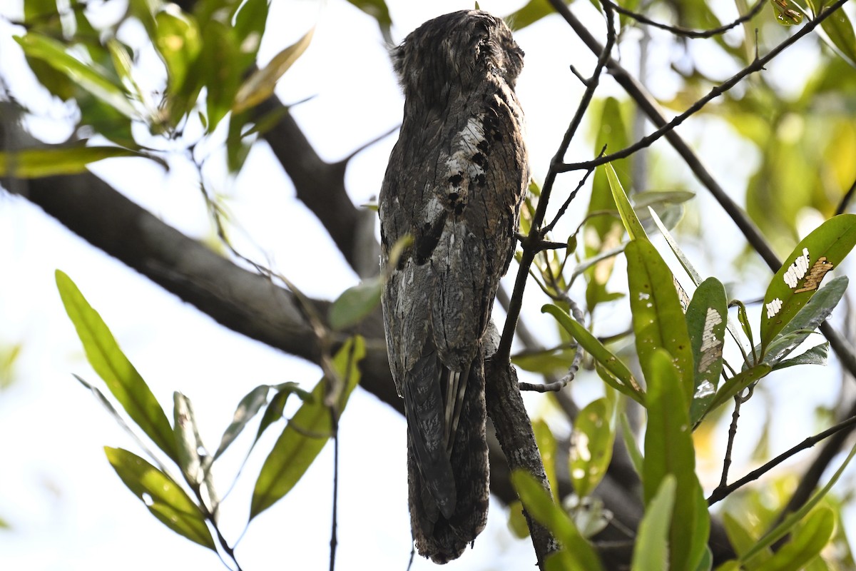 Common Potoo - Anonymous