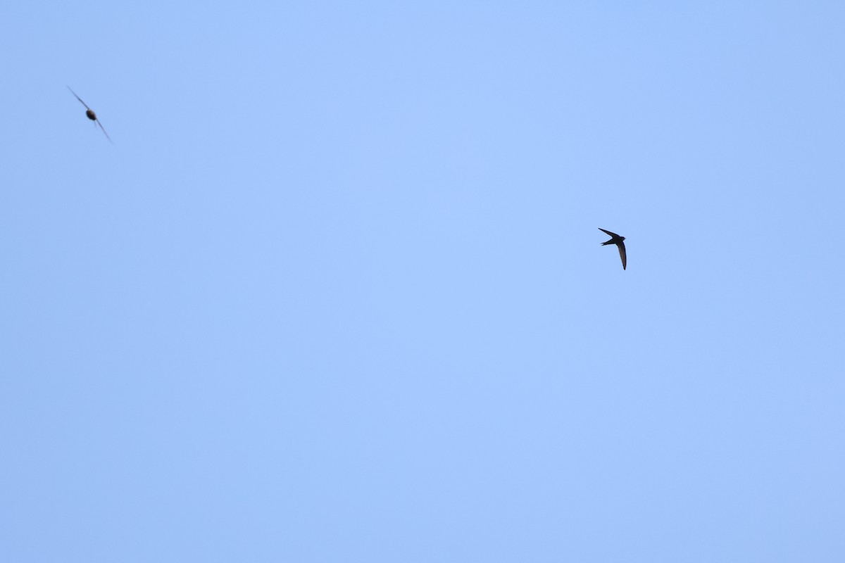 Common Swift - ML616359348