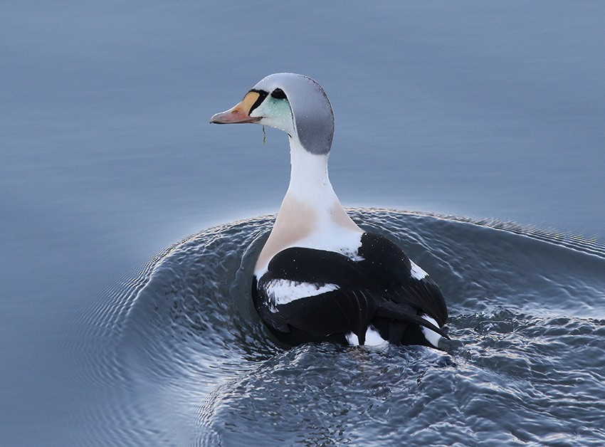 King Eider - ML616359350