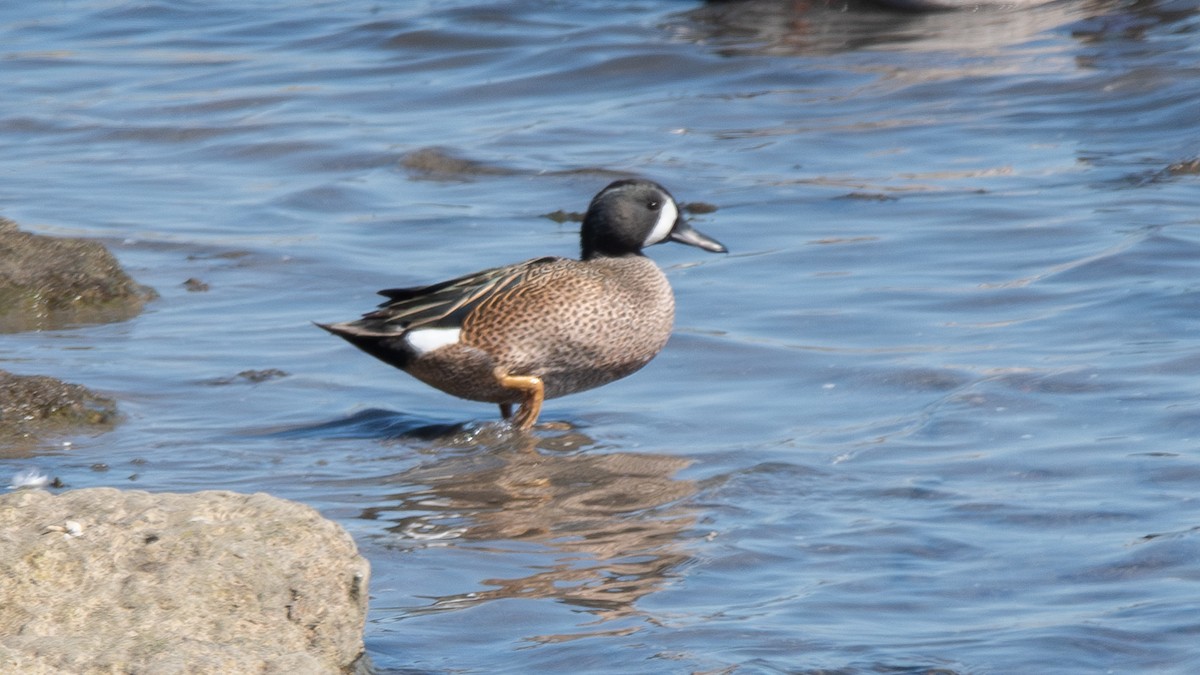 Blue-winged Teal - ML616359359