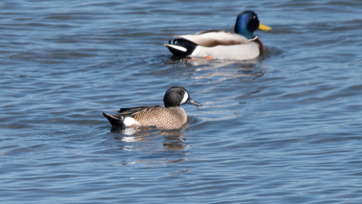 Blue-winged Teal - ML616359360