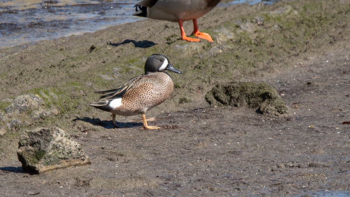 Blue-winged Teal - ML616359361