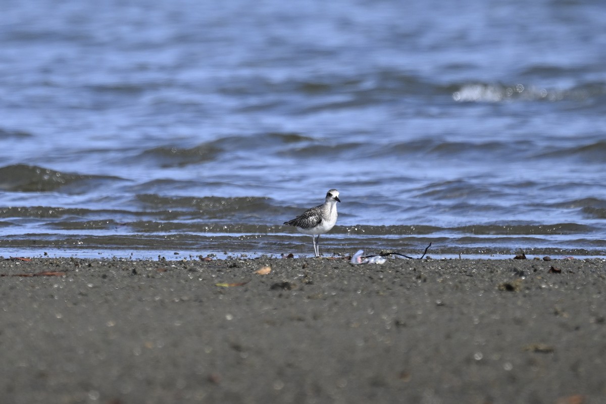 Black-bellied Plover - ML616359379