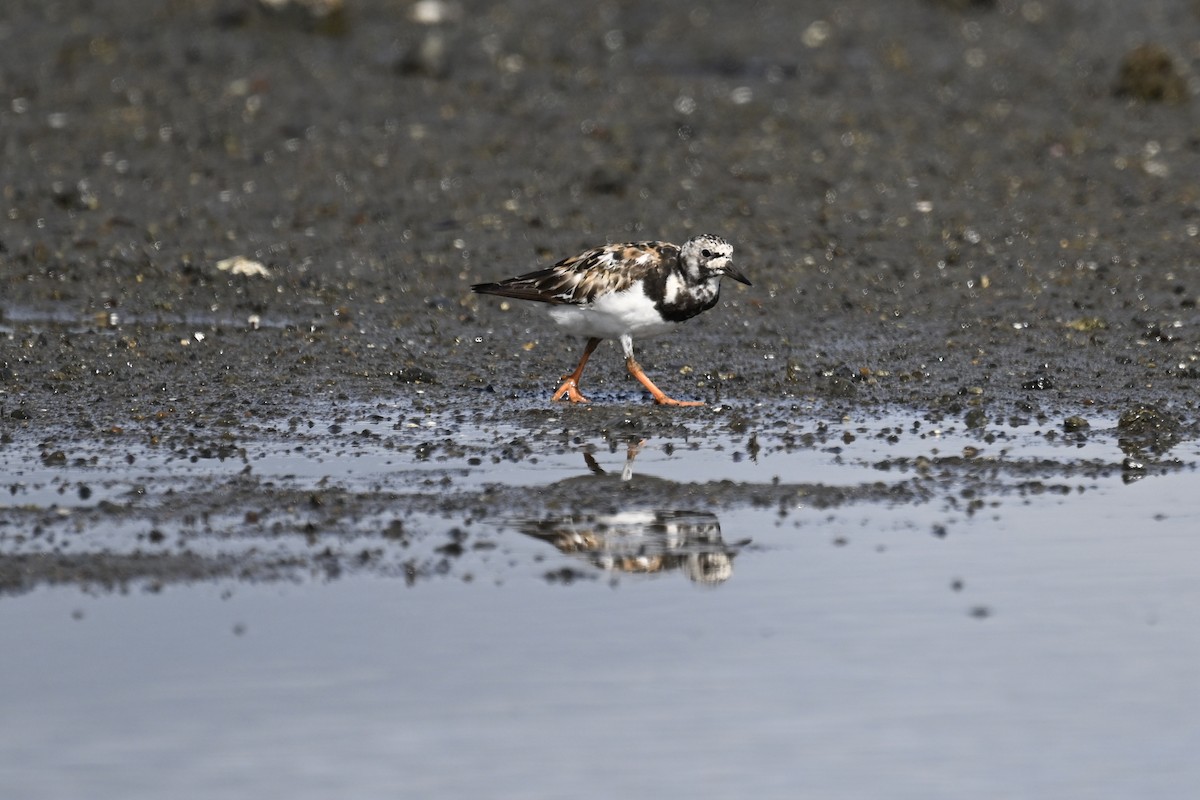 Ruddy Turnstone - ML616359440