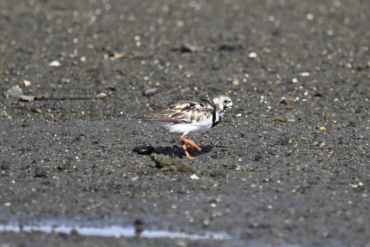 Ruddy Turnstone - ML616359442