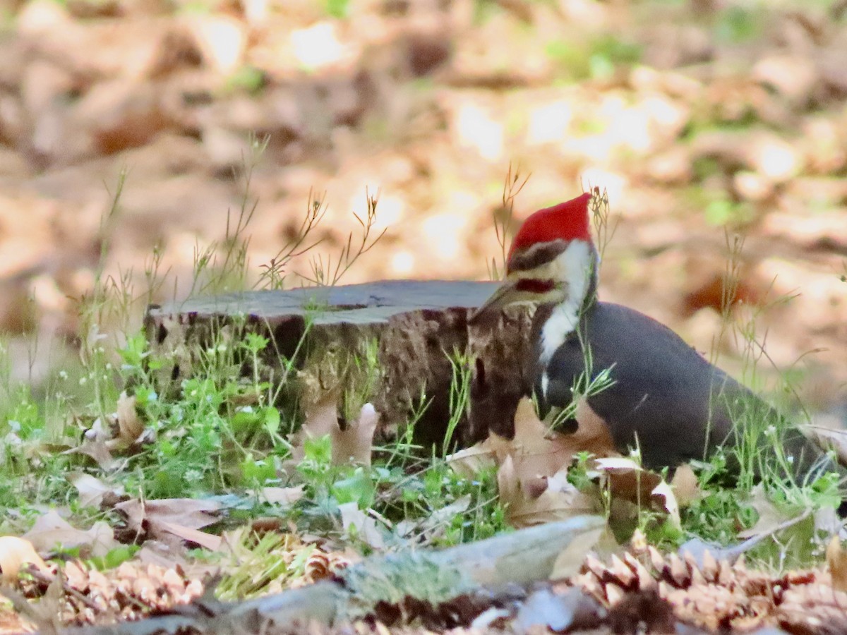 Pileated Woodpecker - Roy Howard