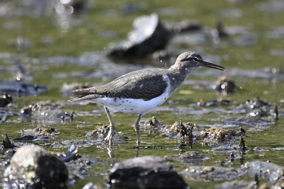 Spotted Sandpiper - ML616359466