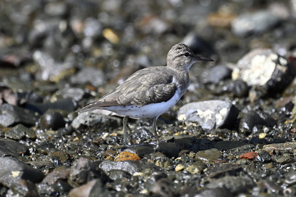 Spotted Sandpiper - Anonymous