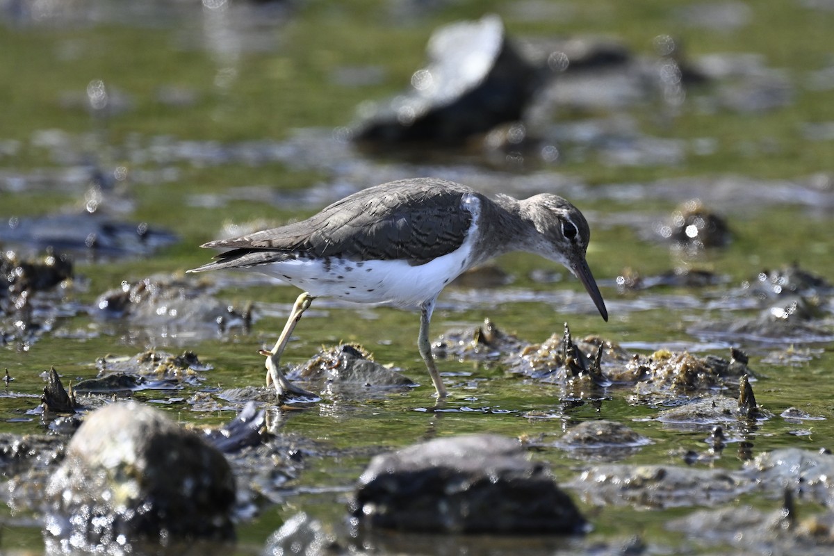 Spotted Sandpiper - ML616359468