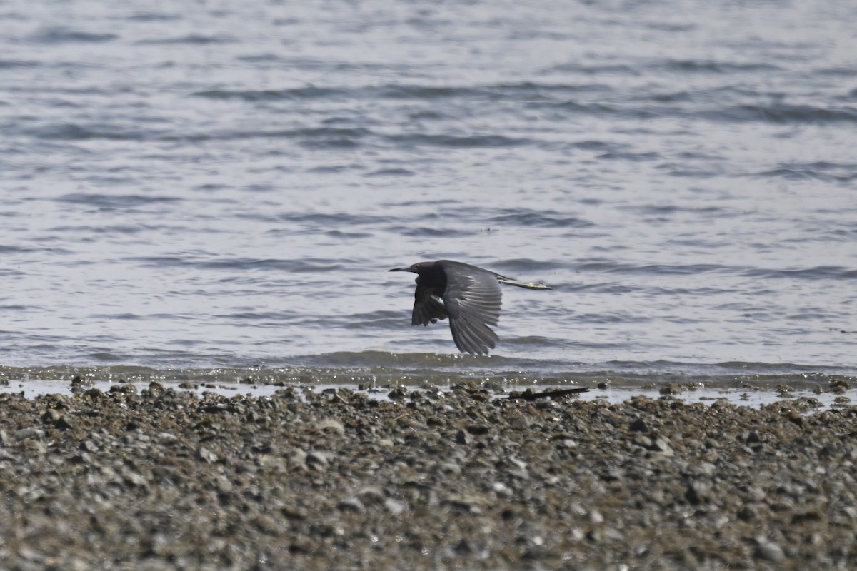 Little Blue Heron - Anonymous