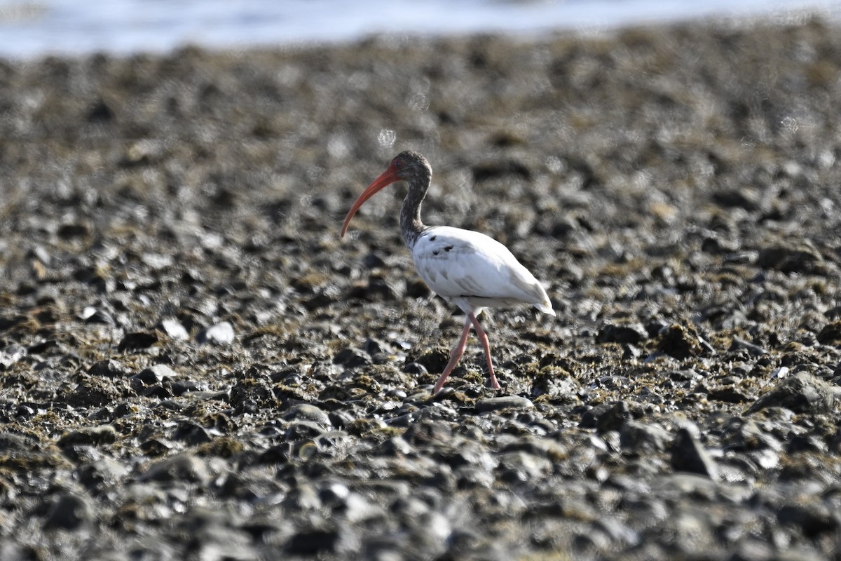 ibis bílý - ML616359528