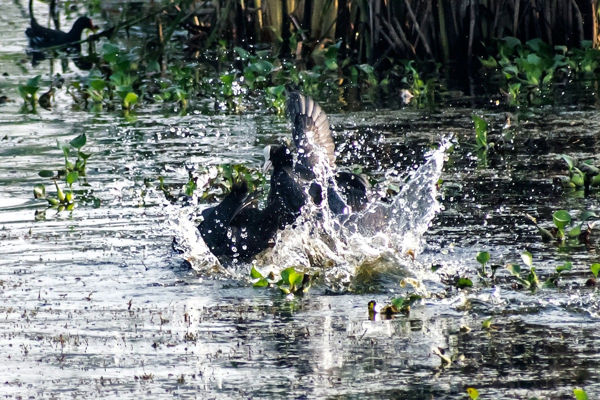 Eurasian Coot - ML616359535