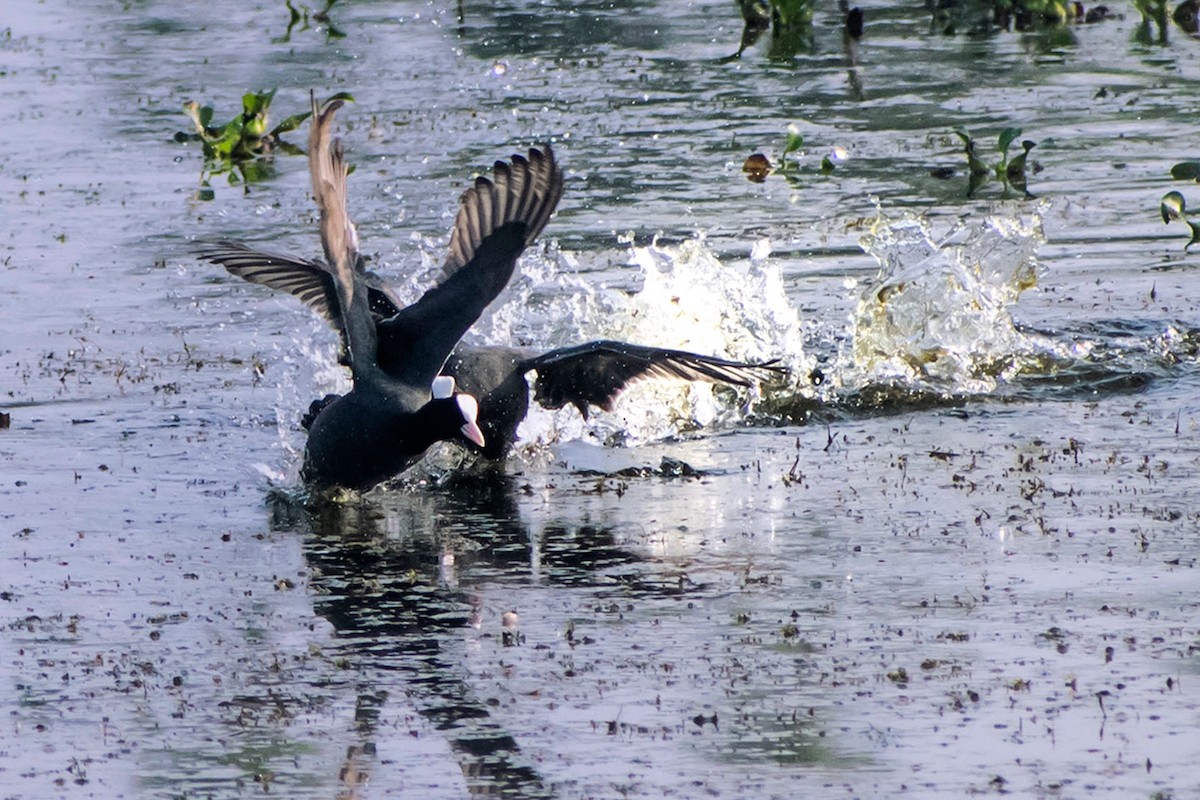 Eurasian Coot - ML616359536