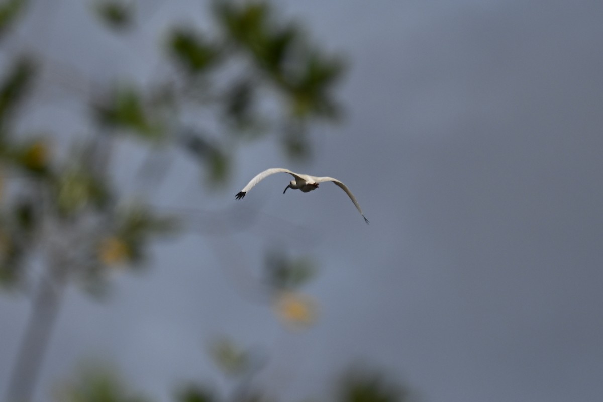 White Ibis - ML616359537