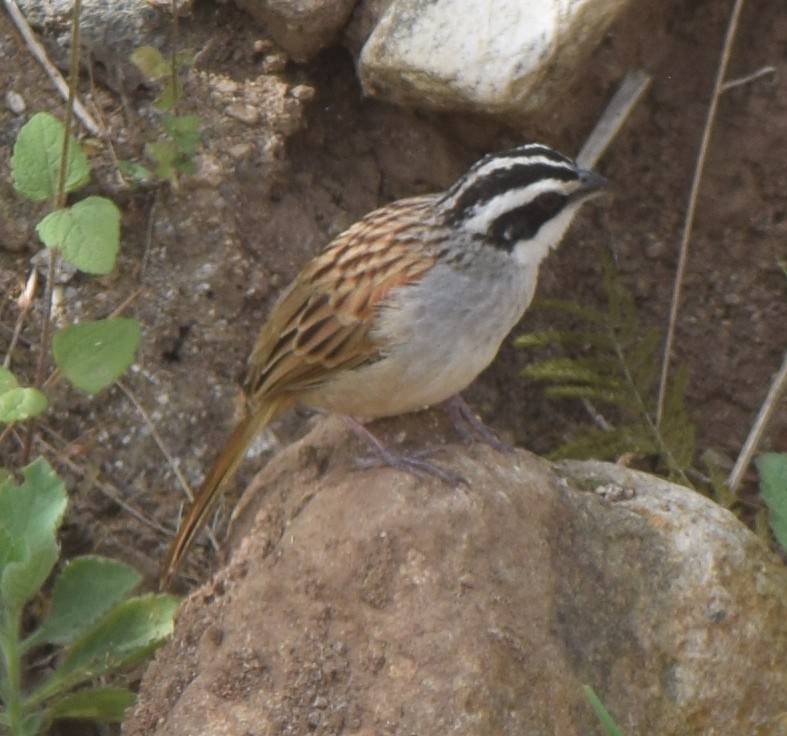 Stripe-headed Sparrow - ML616359547